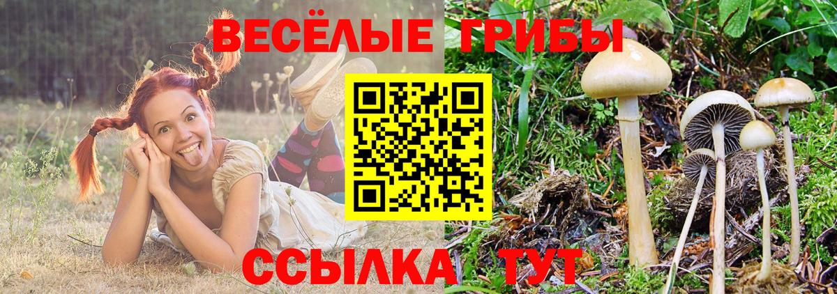Галлюциногенные грибы Psilocybe Ярославль